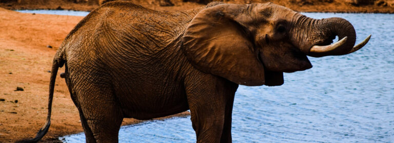 2 Days Safari Tsavo East National Park