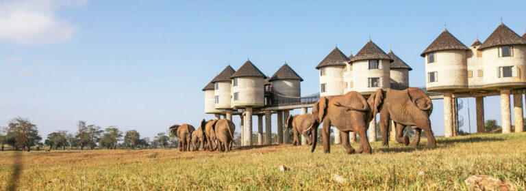 4 Days Tsavo West, Amboseli _Taita Hills_Saltlick
