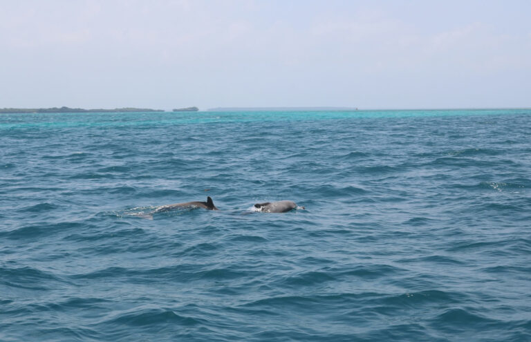 Snorkeling & Dolphin Watching at Malindi Marine Park